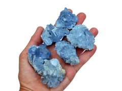 Six small raw celestite crystals on hand with white background