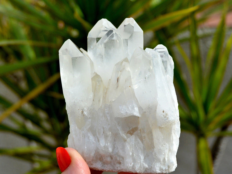 One raw chunky crystal quartz cluster on hand with background with green plants