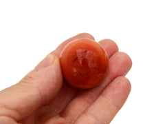 One small orange carnelian sphere on hand with white background