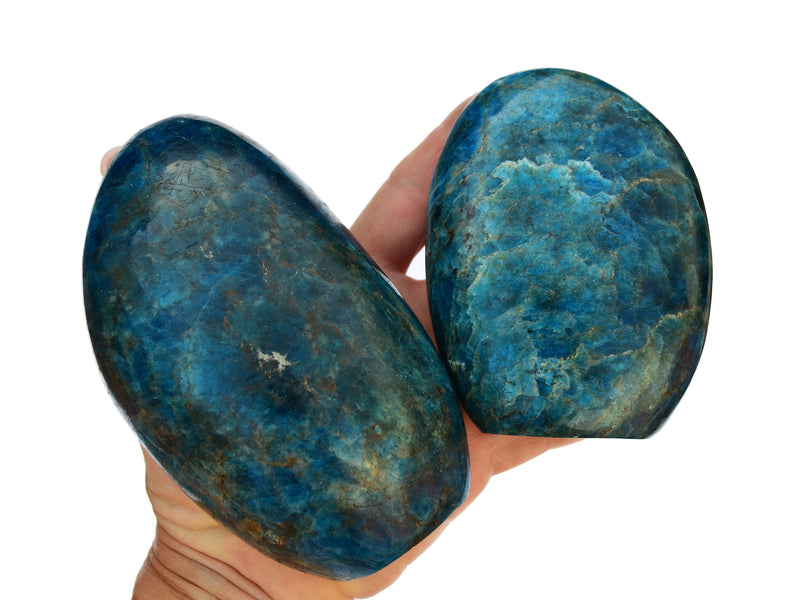 Two extra large blue apatite free form stones on hand with white background