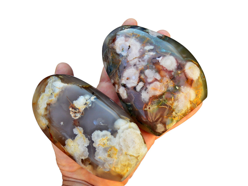 Two extra large sakura flower agate free form stones on hand with white background