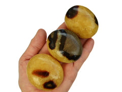 Three yellow septarian palm stones 50mm on hand with white background