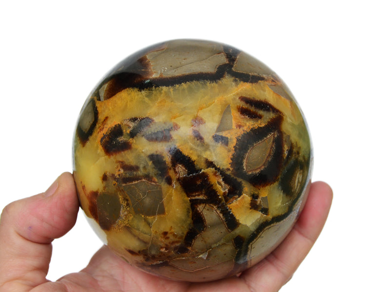 Large septarian sphere 90mm on hand with white background