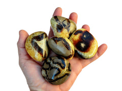 Five large yellow septarian tumbled minerals on hand with white background