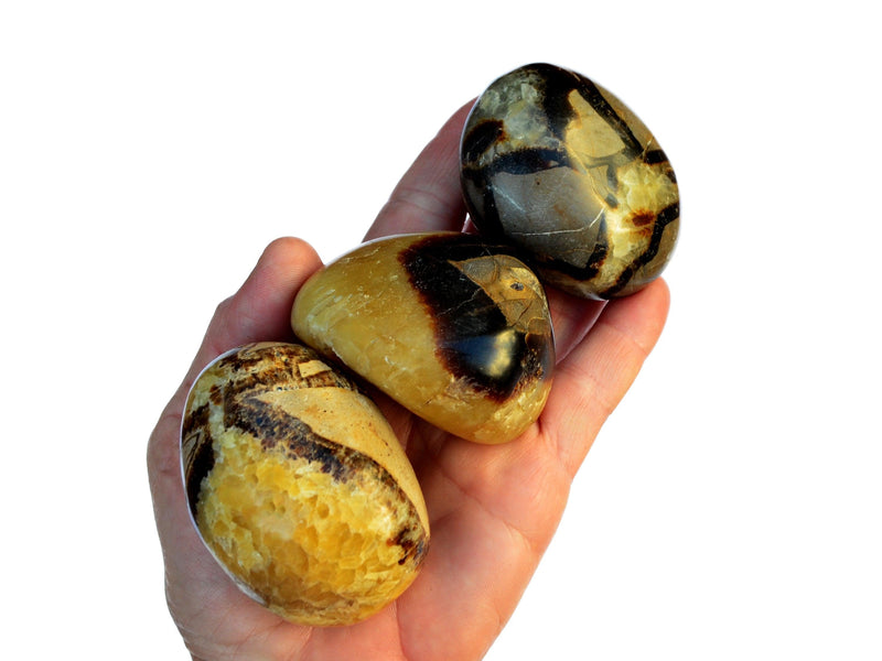 Three big yellow septarian tumbled crystals on hand with white background