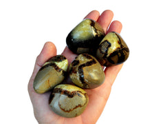 Five big yellow septarian tumbled stones on hand with white background