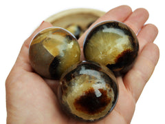 Three yellow septarian spheres 55mm on hand with background with some balls inside a wood bowl