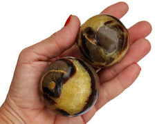 Two yellow septarian spheres 50mm on hand with white background