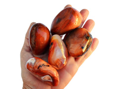Five large carnelian tumbled crystals on hand with white background