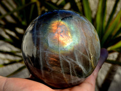 One large labradorite sphere 90mm on hand with background with green plants