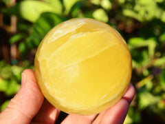 One large lemon calcite sphere crystal 65mm on hand with green plants