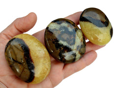 Three yellow septarian palmstones 40mm-70mm on hand with white background