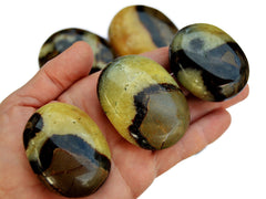 Three yellow septarian palmstones 40mm-50mm on hand with background with some stones on white