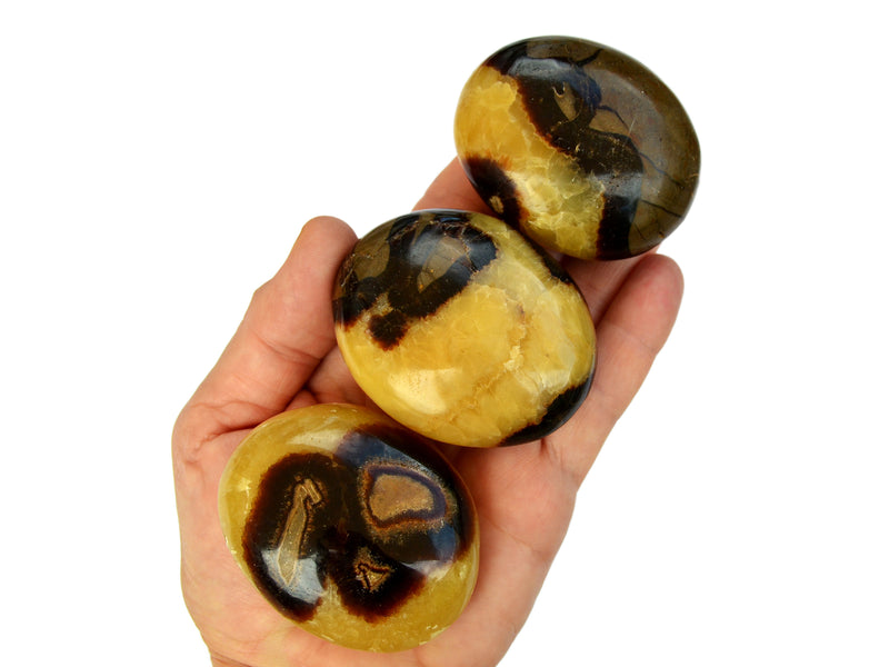 Three yellow septarian palm stone crystals 50mm on hand with white background