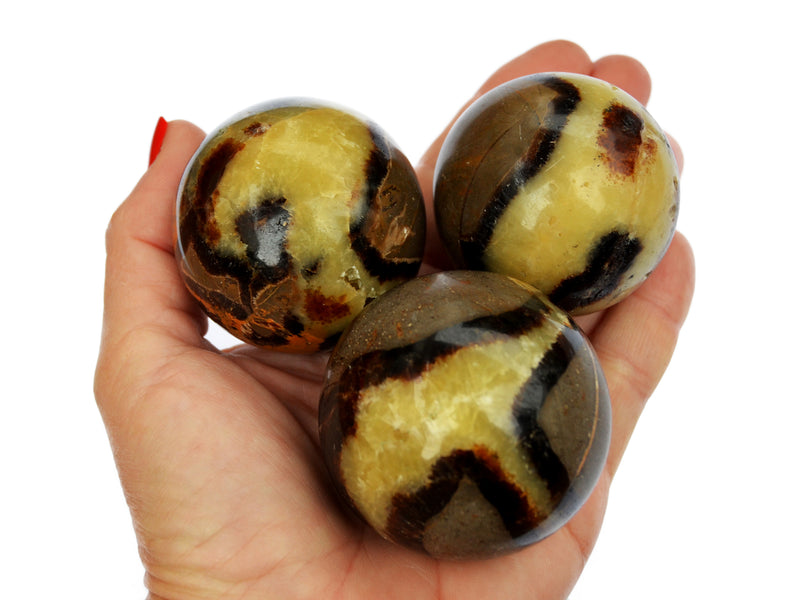 Three yellow septarian spheres  50mm on hand with white background