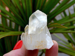 One crystal cluster on hand with background with green plants