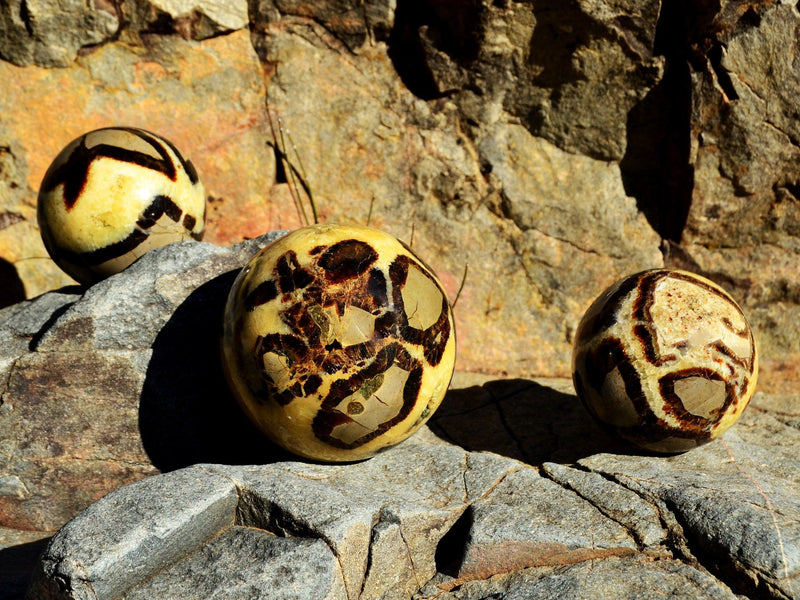 Three yellow septarian mineral spheres 70mm-95mm on natural rock