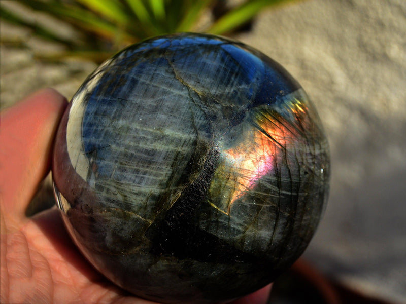 One big labradorite sphere 90mm on hand with background with green plants